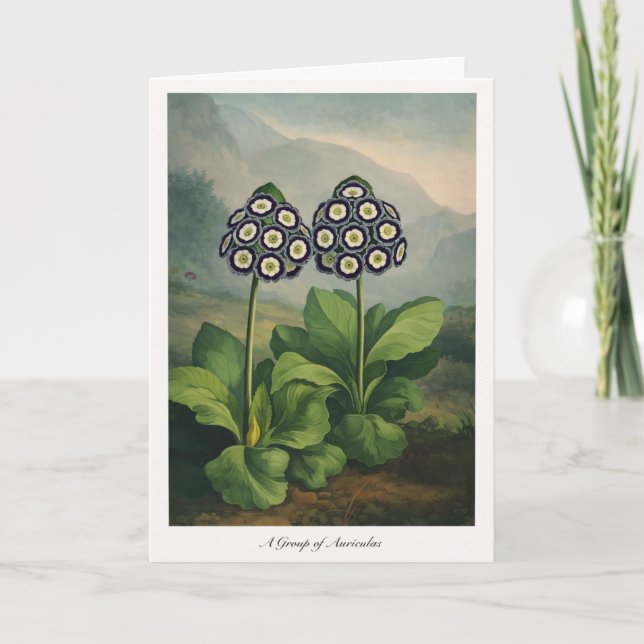 Tarjeta A Group of Auriculas — Modern Botanical Reinterpre (Anverso)