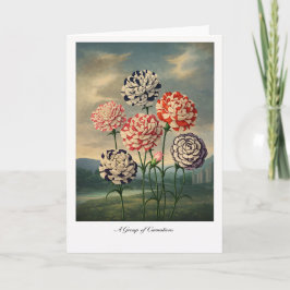 Tarjeta A Group of Carnations — Modern Botanical Reinterpr