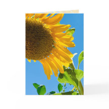 Abeja en el girasol 5x7 pensando en su carta