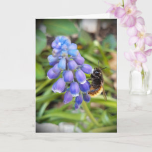 Tarjeta Abeja en Muscari Armeniacum , Hiacinato de uva