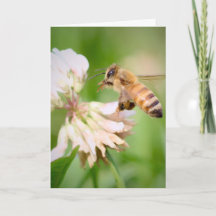 Abeja en vuelo sobre trébol blanco