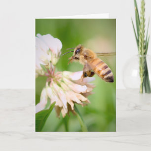 Tarjeta Abeja en vuelo sobre trébol blanco