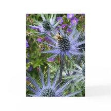 Abeja y flores púrpuras, Seattle, WA