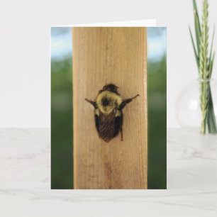 Tarjeta Abeja-zilla