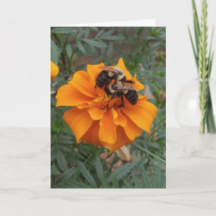 Tarjeta Abejorro en Flor de Marigold
