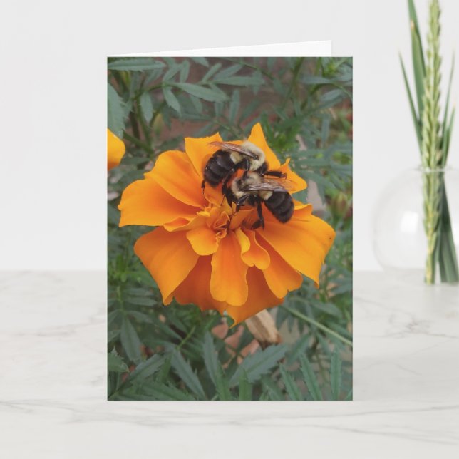 Tarjeta Abejorro en Flor de Marigold (Anverso)