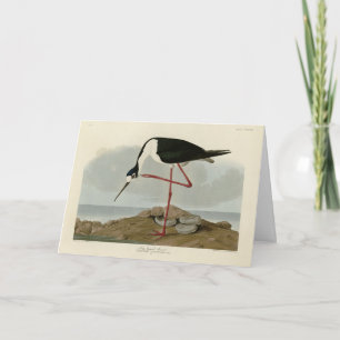 Tarjeta Abogado de largas piernas de los pájaros de Améric