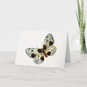 Tarjeta Abraxas sylvata - La polilla magpie nublada