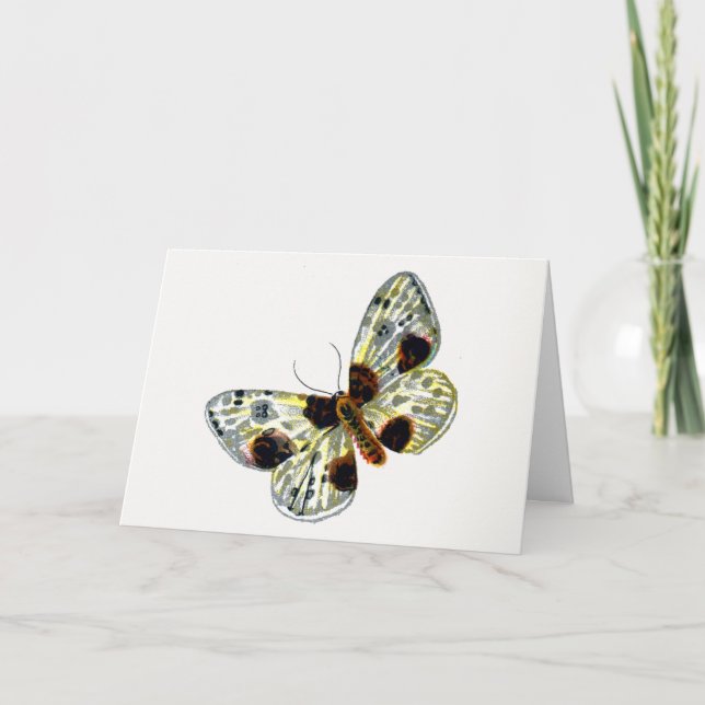 Tarjeta Abraxas sylvata - La polilla magpie nublada (Anverso)