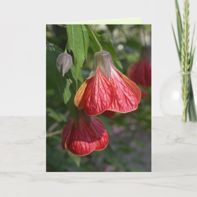 Tarjeta Abutilon de Redvein (Anverso)