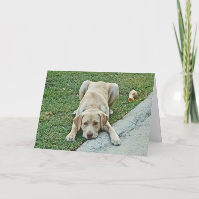 Tarjeta AC- Amarillo Labrador Puppy Notecards (Anverso)
