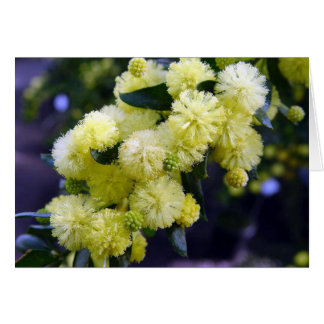 Tarjeta Acacia - Mimosa