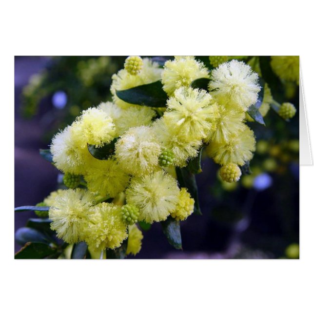 Tarjeta Acacia - Mimosa (Anverso (Horizontal))