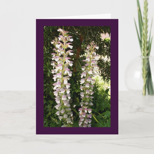 Tarjeta Acanthus Blossoms (Anverso)