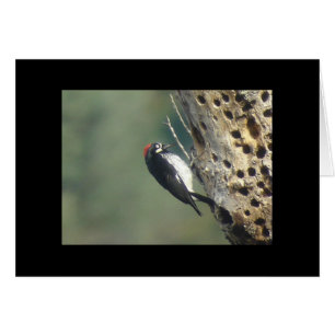 Tarjeta Acorn Woodpecker