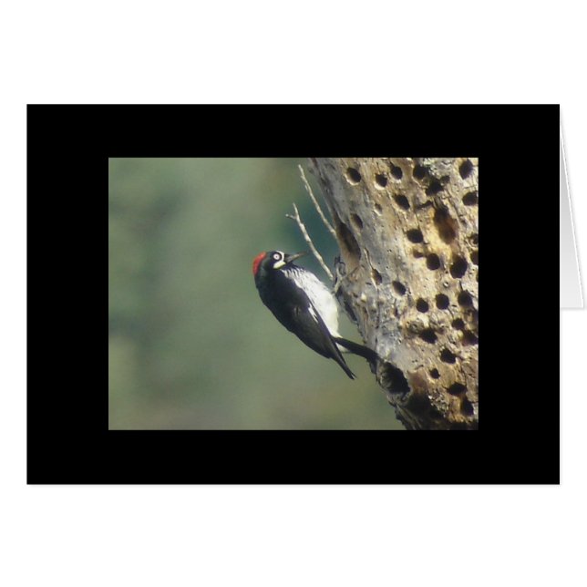 Tarjeta Acorn Woodpecker (Anverso (Horizontal))