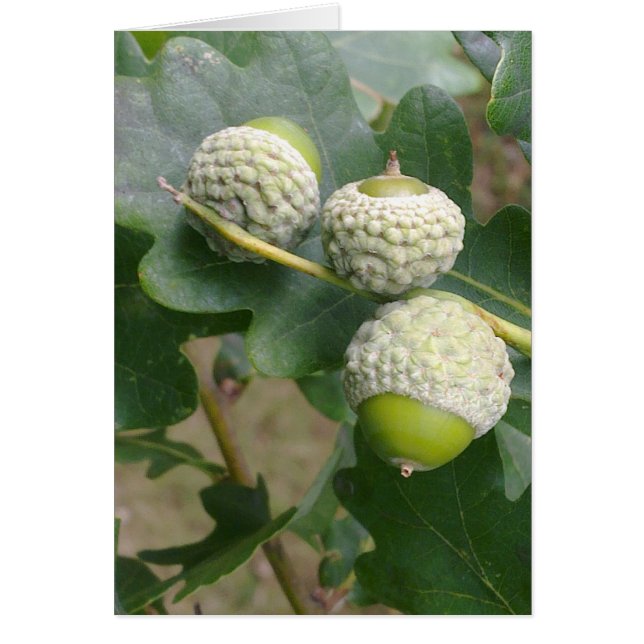 Tarjeta Acorns (Frente)