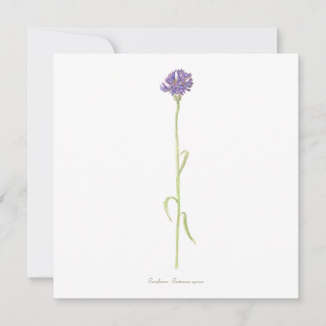 Tarjeta acuarela de Cornflower (Anverso)