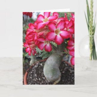 Tarjeta Adenium notecard