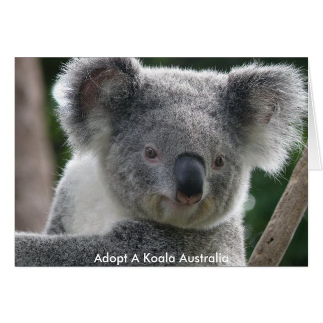 Tarjeta Adoptar un koala Australia (Anverso (Horizontal))