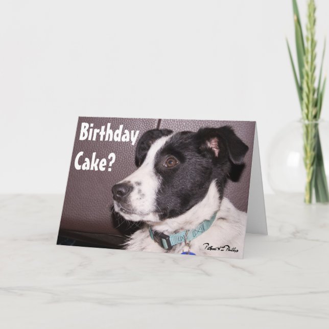 Tarjeta Adorable Border Collie Heeler Mezcla Cachorro Dorm (Anverso)