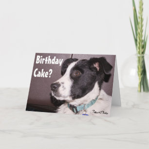 Tarjeta Adorable Border Collie Heeler Mix Cachorro Dormiló