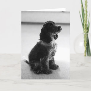 Tarjeta Adorable Cocker Spaniel Greetings Card