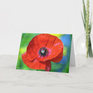 Tarjeta Adormidera roja en la fotografía del sol