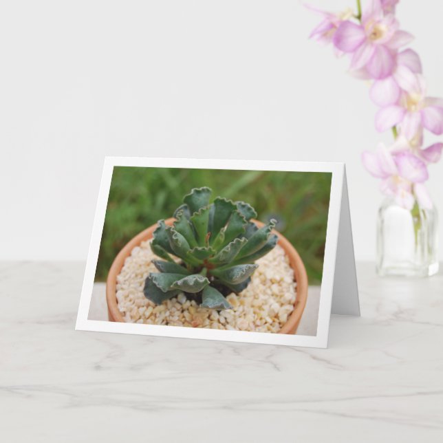 Tarjeta Adromischus Cristatus, Crinkle Leaf Succulent (Orquídea)