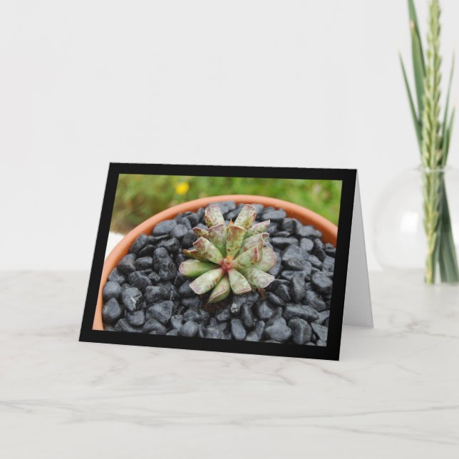 Tarjeta Adromischus, planta suculenta (Anverso)