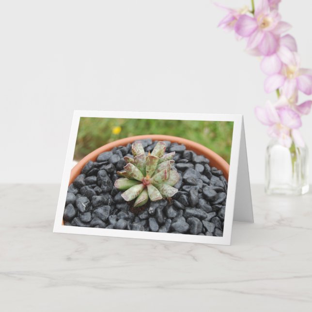 Tarjeta Adromiso, planta suculenta en la olla (Orquídea)
