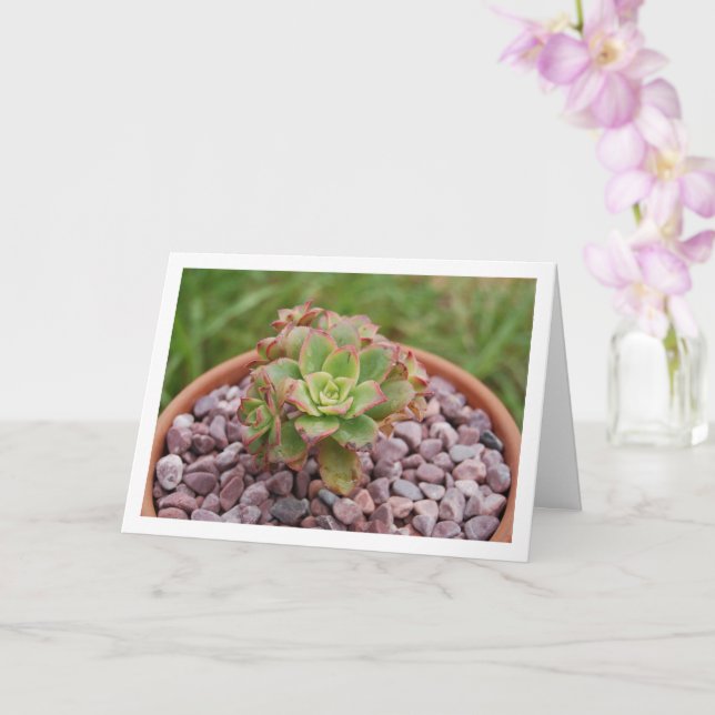 Tarjeta Aeonium Havalii, la exitosa planta de Haworth (Orquídea)