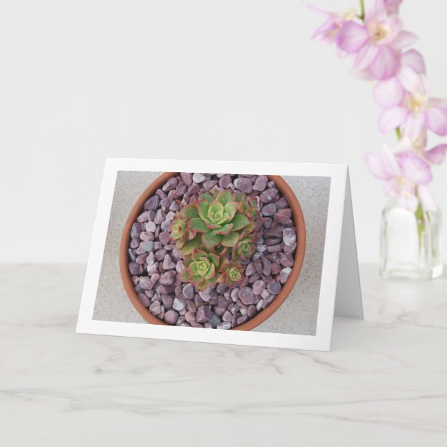 Tarjeta Aeonium Havalii, la exitosa planta de Haworth (Orquídea)