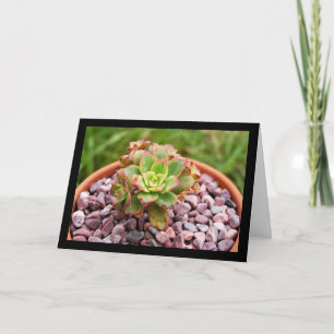 Tarjeta Aeonium Haworthii, planta suculenta de Haworth