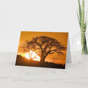 Tarjeta África, Botswana, poniendo siluetas solares Baobab