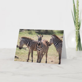 Tarjeta africana de la cebra