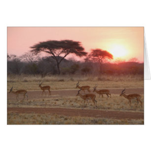 Tarjeta africana de la puesta del sol