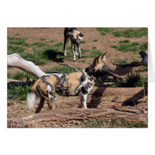 Tarjeta africana de perro salvaje 008