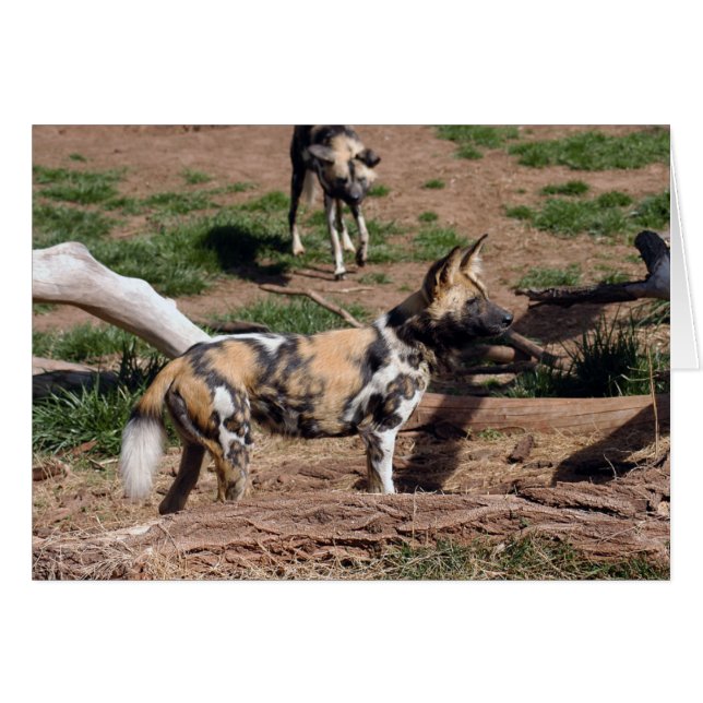 Tarjeta africana de perro salvaje 008 (Anverso (Horizontal))