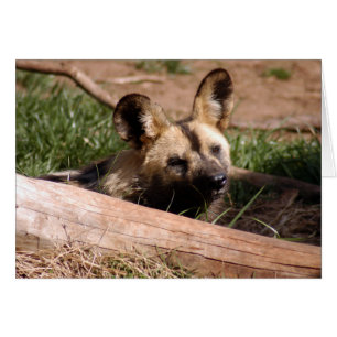 Tarjeta africana de perro salvaje 012