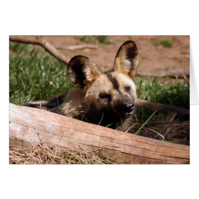 Tarjeta africana de perro salvaje 012 (Anverso (Horizontal))