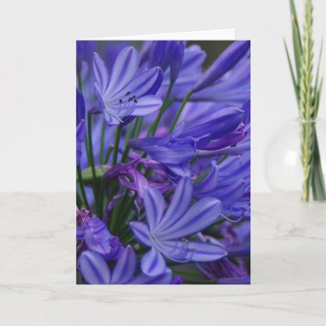 Tarjeta Agapanthus (Anverso)