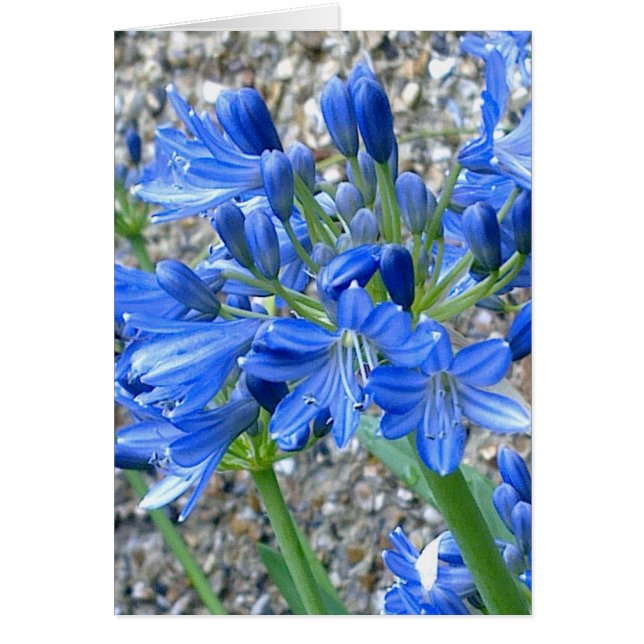 Tarjeta Agapanthus (Frente)