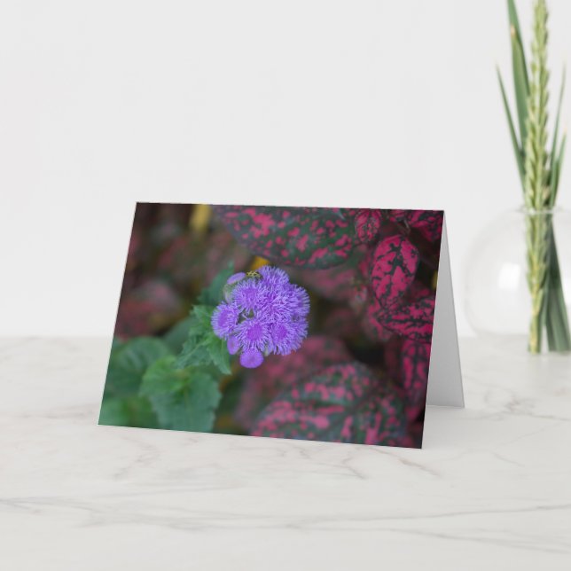 Tarjeta Ageratum en un jardín (Anverso)