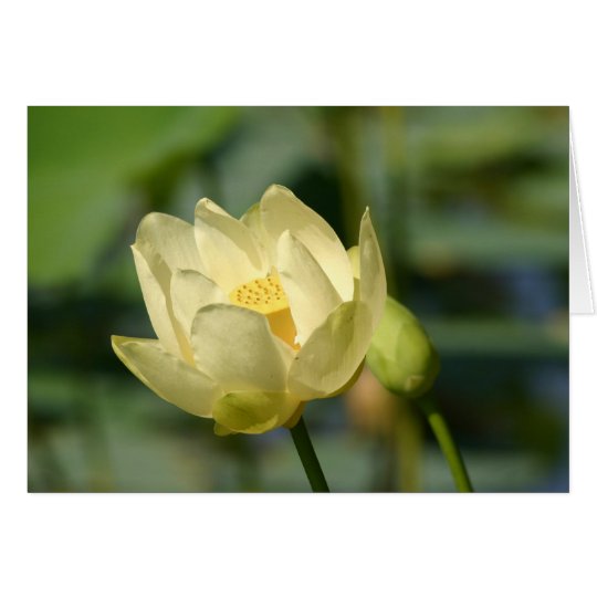Tarjeta Agua Lilly Lotus