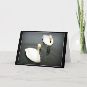 Tarjeta Aguas negras de cisnes blancos
