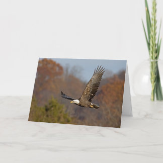Tarjeta Águila calva 6