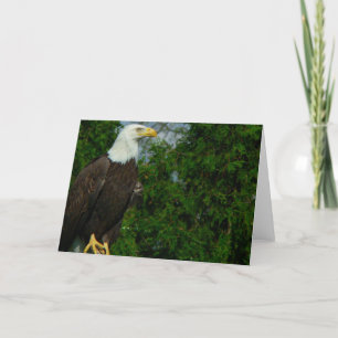 Tarjeta Águila calva americana