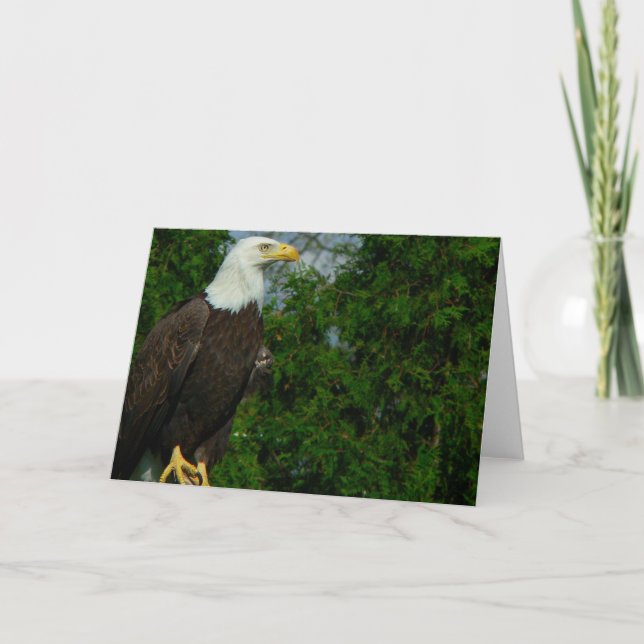 Tarjeta Águila calva americana (Anverso)