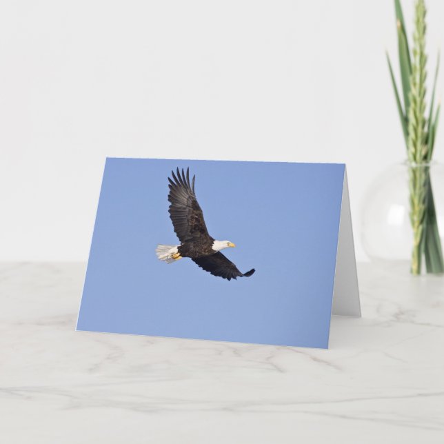 Tarjeta Águila calva americana (Anverso)